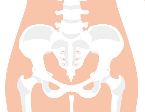 骨盤の働き