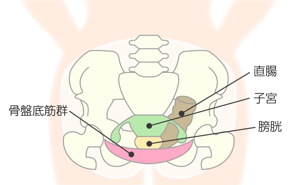 骨盤底筋トレーニング